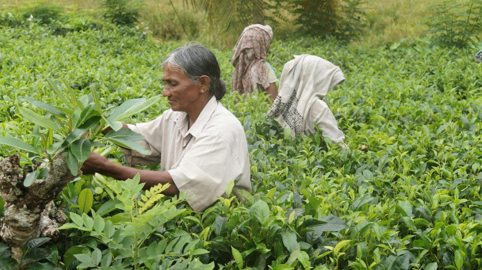 tea picker sri lanka