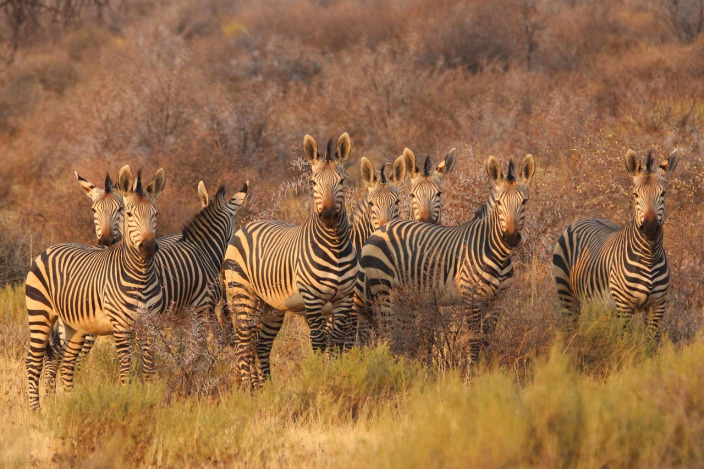 Zebras safari