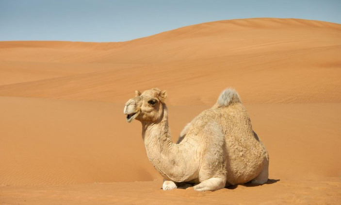 Sahara camels
