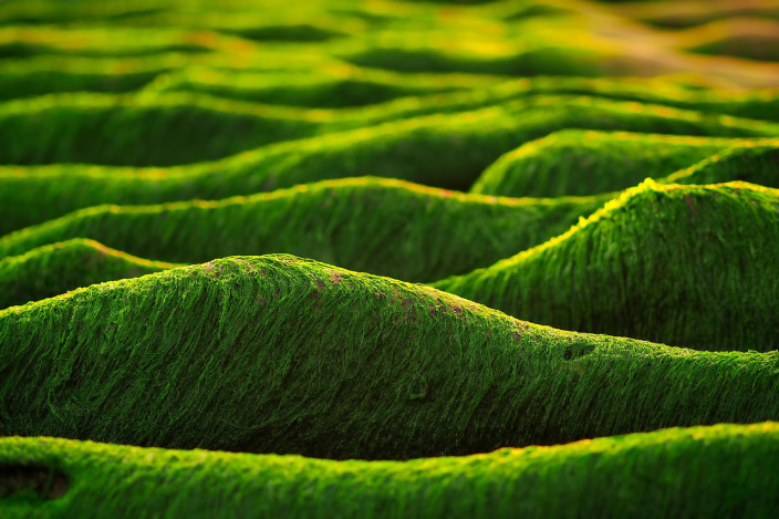 Yilan coast green algae