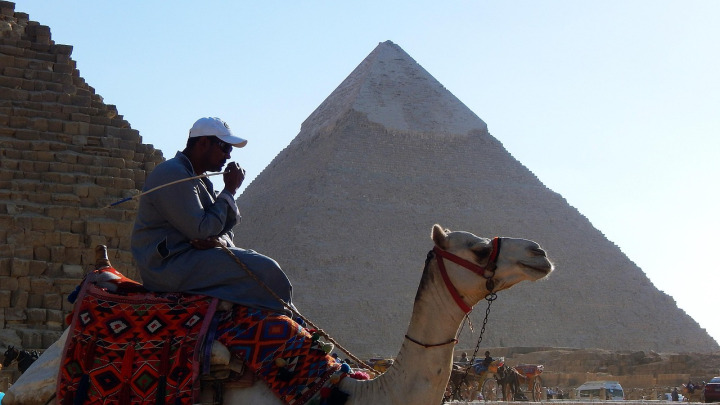 Camels at the Giza Plateau, Egypt