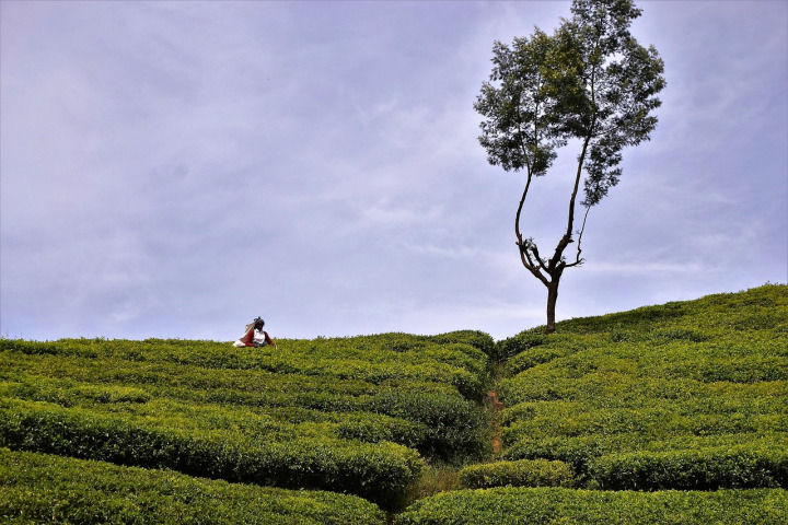 Tea pickers in Nuwara Eliya, Sri Lanka