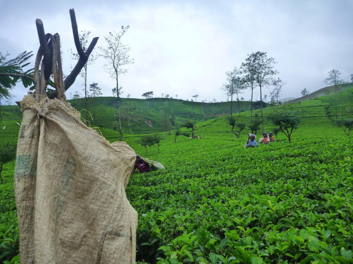 sri lanka tea hills